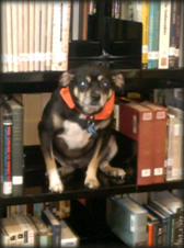 Roxbury the Library Dog